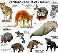 Image result for Australia Zoo Animals List