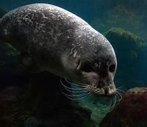 Image result for Hawaiian Monk Seals Swimming