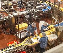 Image result for Cheese Factory