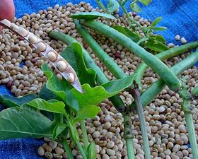 Image result for Cowpea Pod