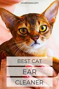 Image result for Kitten Ear Care