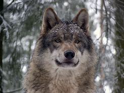 Image result for grey wolves