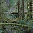 Image result for Rainforest Camping