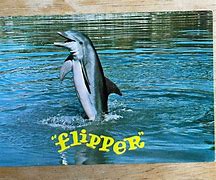 Image result for Flipper Tooth