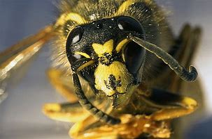 Image result for Deadly Bees