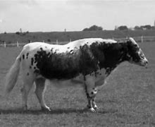 Image result for Horse Cow Hybrid