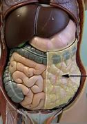 Image result for Greater Omentum