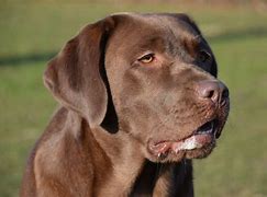 Image result for Purebred Chocolate Lab