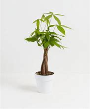 Image result for Money Tree - 4 Inch Container