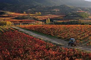 Image result for Rioja Wine