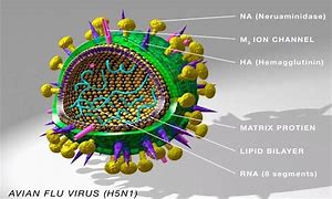 Image result for Virus Flu Burung