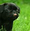 Image result for Cute Dog Wallpaper HD