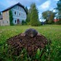 Image result for Pest Bugs