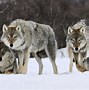 Image result for Wolf Wallpaper