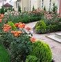 Image result for Planting a Small Rose Garden