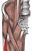 Image result for Vastus Lateralis Injection Site Diagram