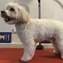 Image result for Maltipoo Puppy First Haircut
