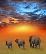 Image result for Beautiful Elephant Pictures