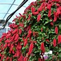 Image result for Indoor Shade Hanging Plants