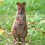 Image result for Pademelon