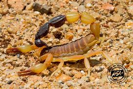 Image result for Black Scorpion in the Rear