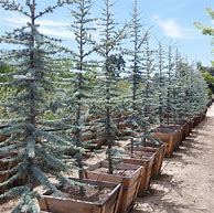 Image result for Pictures of Blue Atlas Cedar Next to Structures