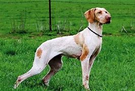 Image result for French Pointer