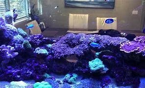 Image result for 400 Gallon Reef Tank