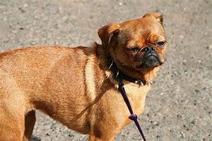 Image result for Weird Dog Breed Mixes