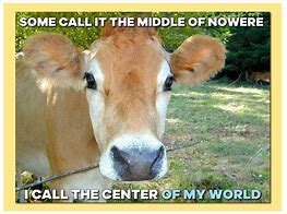Image result for Funny Cow Memes
