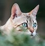 Image result for Snow Spotted Bengal Cat