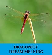 Image result for Dragonfly Dreams