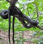 Image result for Black Snake
