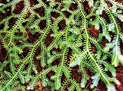 Image result for Lycopods Plant