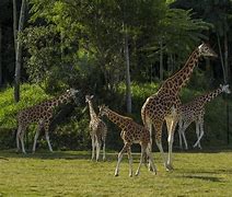 Image result for Australia Zoo Giraffe