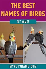 Image result for Bird Names for Pets