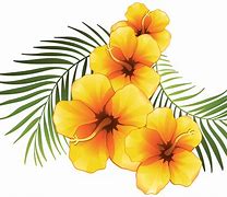 Image result for 3-4 Ft. - Plumeria Plant - Classic Hawaiian Flowers For Several Months
