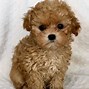 Image result for Maltipoo Puppies Adult