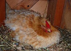 Image result for Brooding Hen