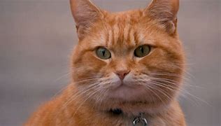 Image result for pictures of street cat bob