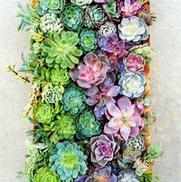 Image result for Contemporary Wall Art with Succulents