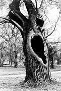 Image result for Crying Tree Animated