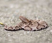 Image result for Do Baby Rattlesnakes Have Rattles