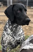 Image result for German Shorthaired Pointer Malinios Mix