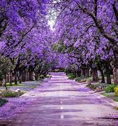 Image result for Jacaranda Tree, 3-4 Ft- Spring Blooms, Rich Fall Hues And Fast Tree Growth