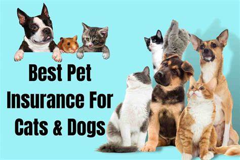 12 Best Pet Insurance Companies in United States 2022