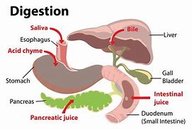 Image result for Digestion Biology