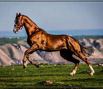 Image result for Turkistan Horse