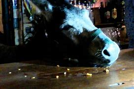 Image result for Three Donkeys Walk into a Bar
