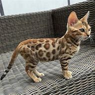 Image result for Cute Bengal Kittens